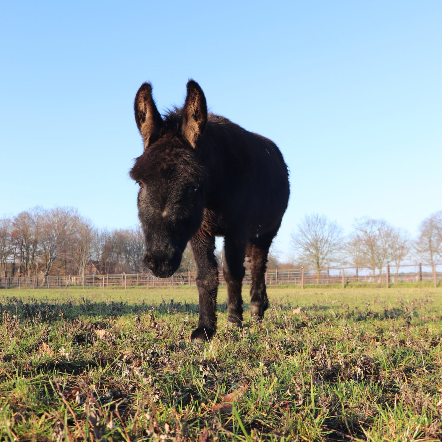 Unsere Tiere Institut F R Soziales Lernen Mit Tieren Tiergest Tzte