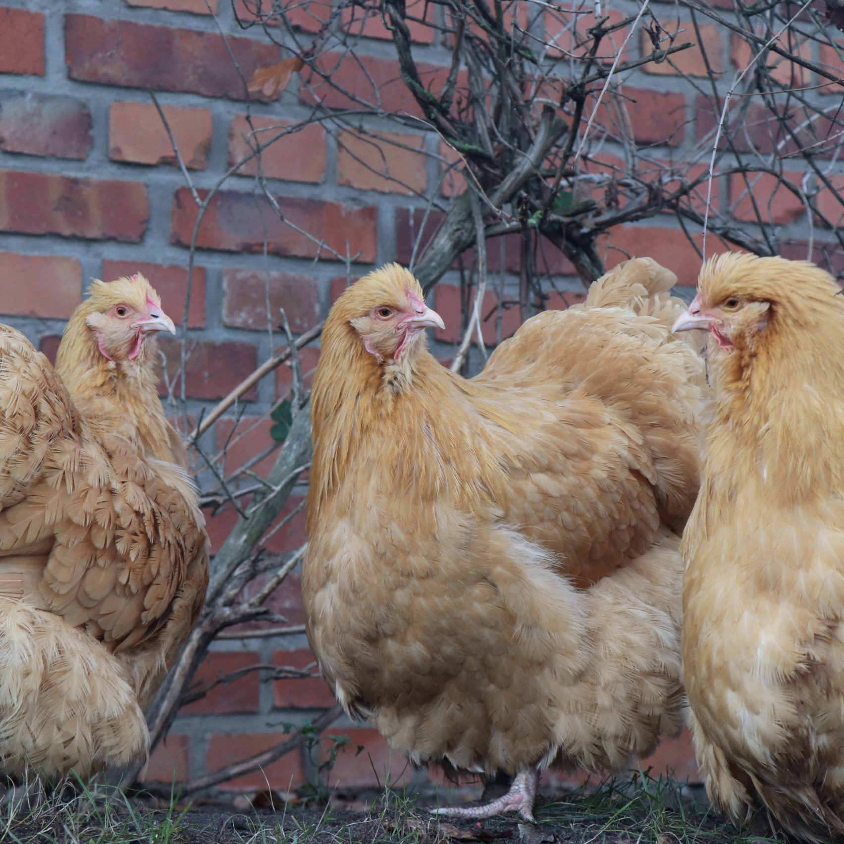 Unsere Tiere Institut F R Soziales Lernen Mit Tieren Tiergest Tzte