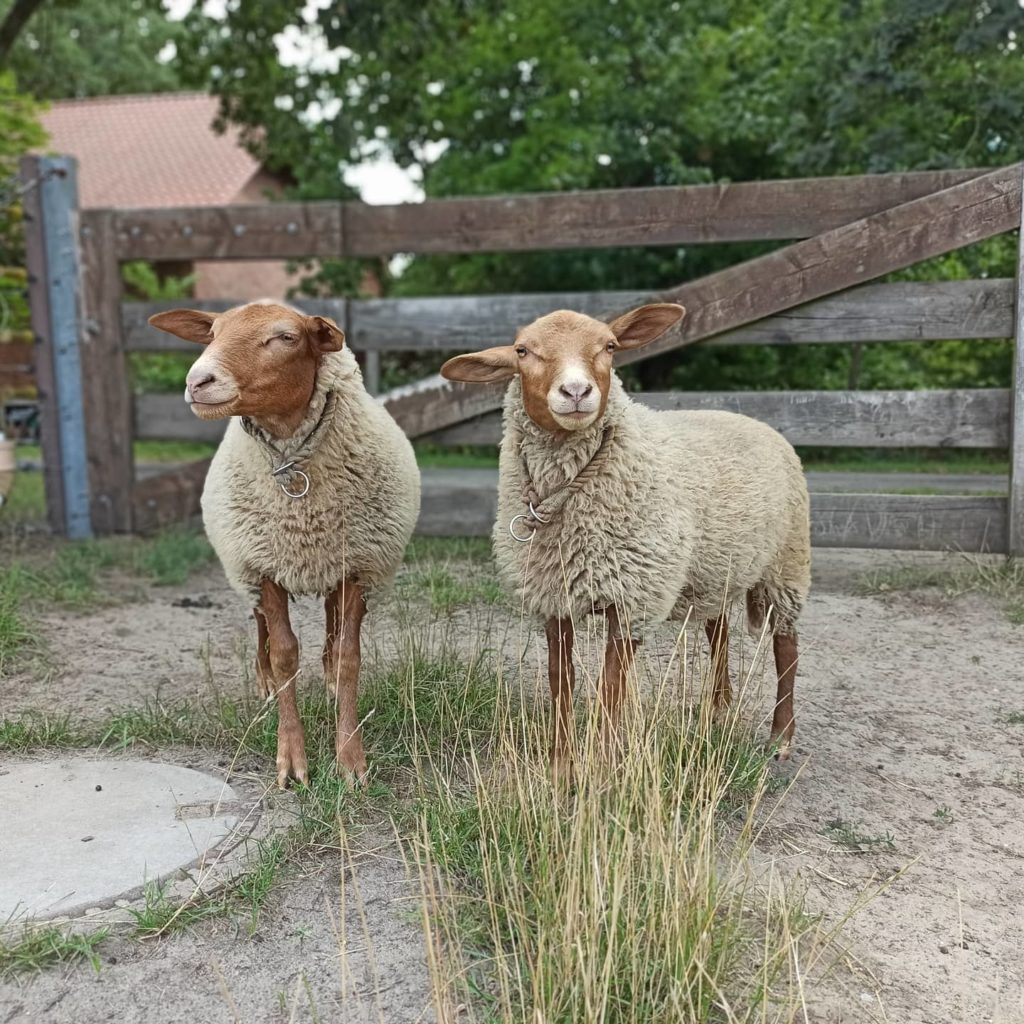 Unsere Tiere Institut F R Soziales Lernen Mit Tieren Tiergest Tzte